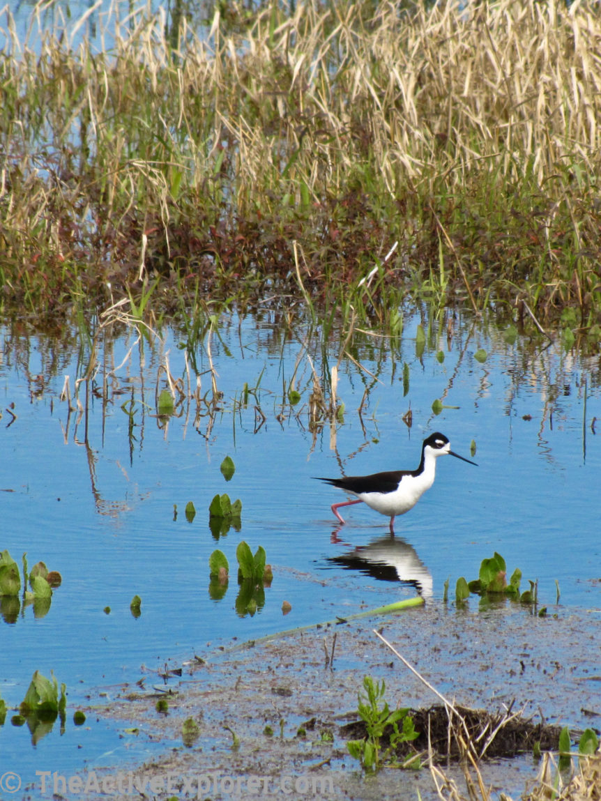 Birding in Myakka