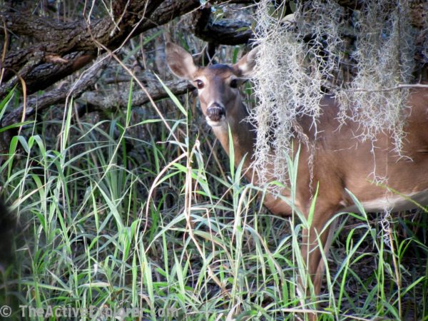 Deer peaking from behind moss.