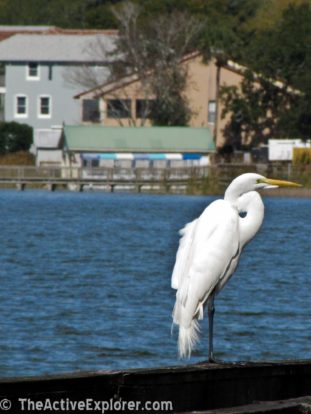 Egret on Lake Dora Boardwalk