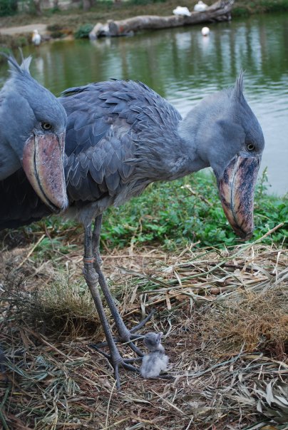 Shoebill Stork Family