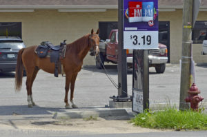 Horse at the Market