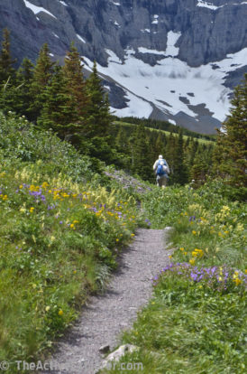 Wildflower Lined Trail