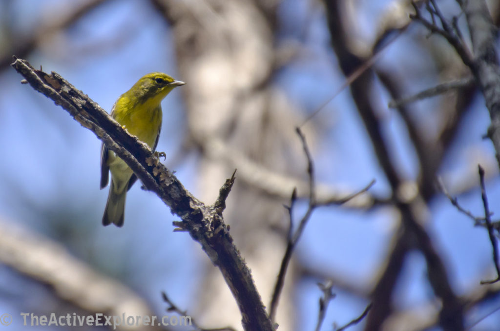 Wakiwa Wood Warbler