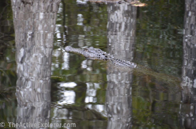 Swimming gator