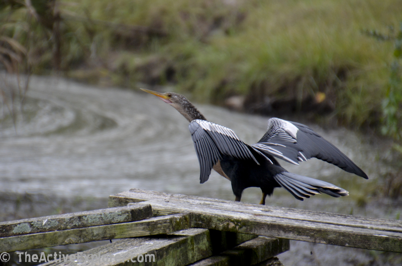 Anhinga drying its wings