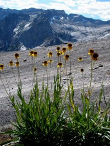 Flowers and Peaks