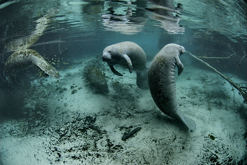 Manatee near Crystal River