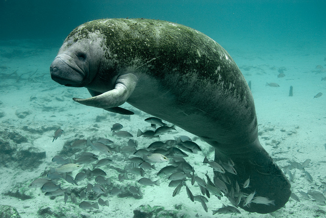 Florida Manatee Swimming 