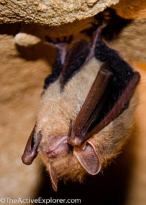 Little Brown Bat