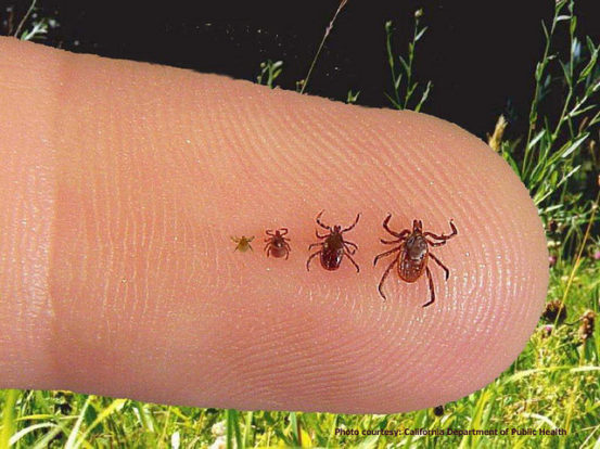 The different sizes of a tick through it's life.