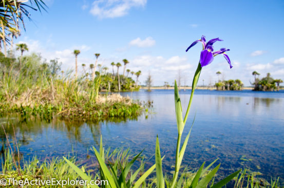 Orlando wetlands iris. 