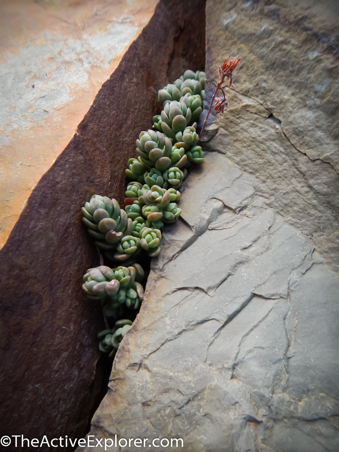 These tiny succulents fight for their place in the rocks at 8,900 feet.