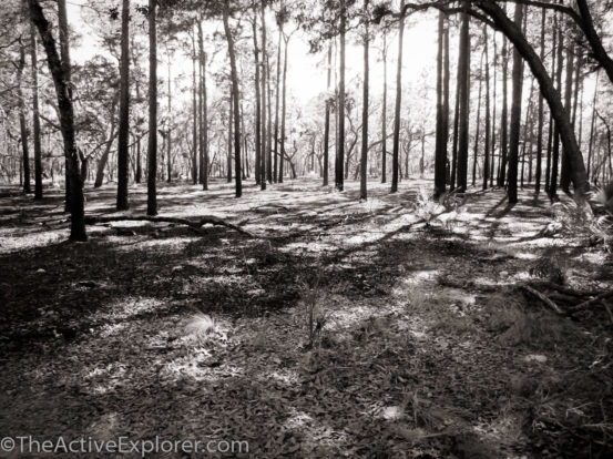 Forest after a burn.