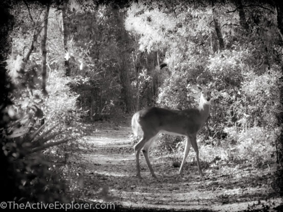 Deer in Wekiwa State Park