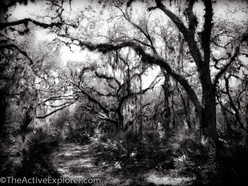 Sunlight filtering through the oak hammock in Mayakka State Park.