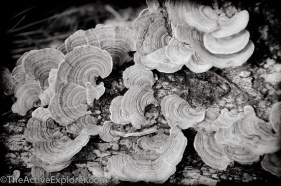 Turkey Tail Fungus in Wekiva State Park.