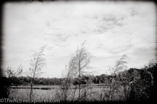 Grass along the bank of Lake Prevatt