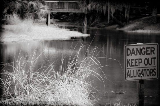 Gator Danger Sign