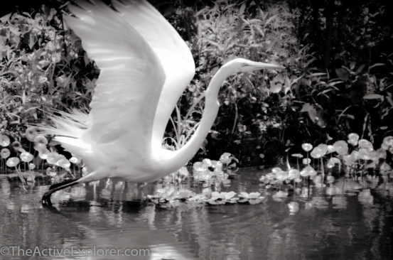 Egret taking flight.