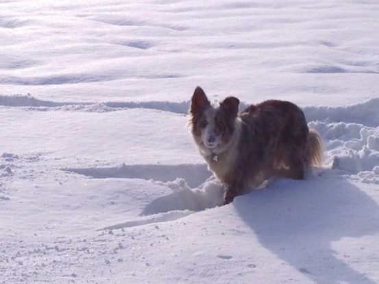 Indy in the snow at Liberty Park, Salt Lake City