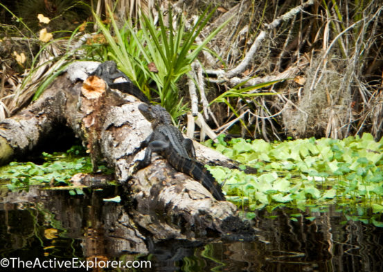 Gators on the Wekiwa