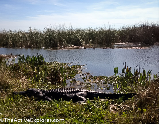 Orlando Wetlands Park-2