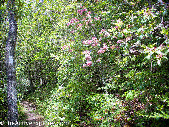 Flower lined AT trail