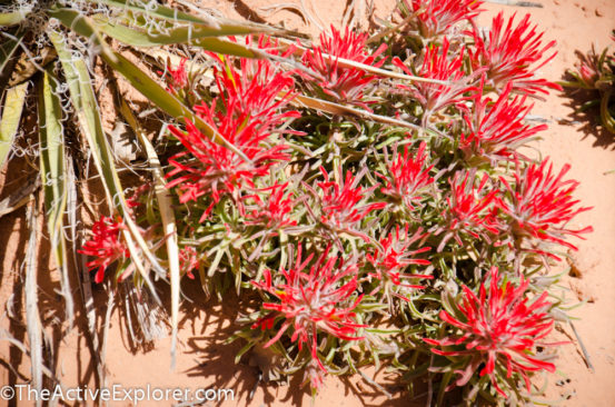 Desert Flowers, Arches National Park