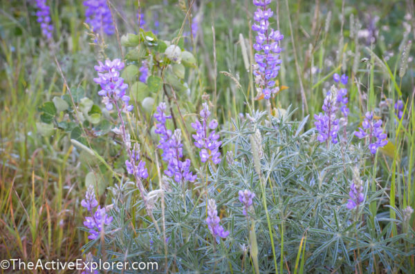 Many Glacier Valley - 8