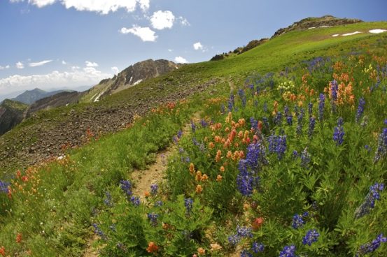 Mother Nature showing off on one of Snowbird's trails.