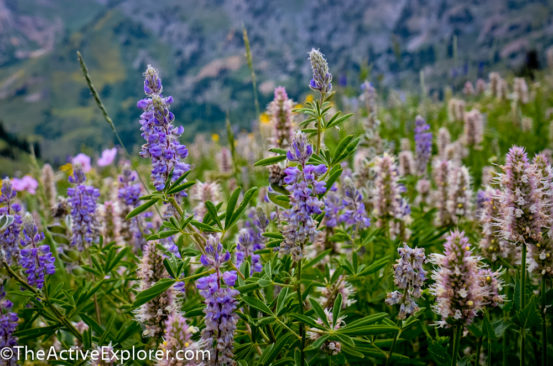 Wildflowers at Alta Ski Area 4