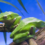 Frogs at Terra Natura