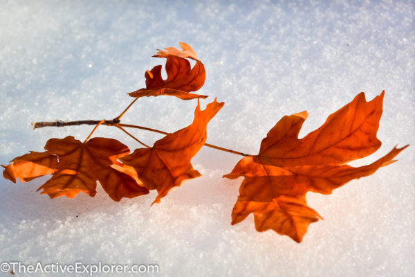 Snow and Orange Leaf at Red Butte