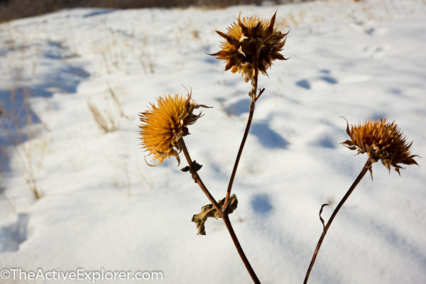 Dried Flowers and Snow