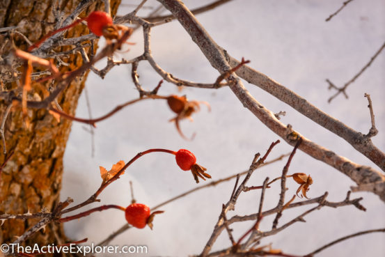 Red Berries on the Red Butte Trail