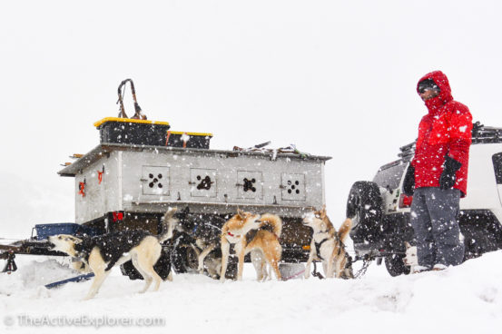 Sled Dogs Playing in Utah