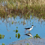Birding in Myakka