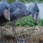Shoebill Stork Family