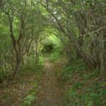 The Long Green Tunnel