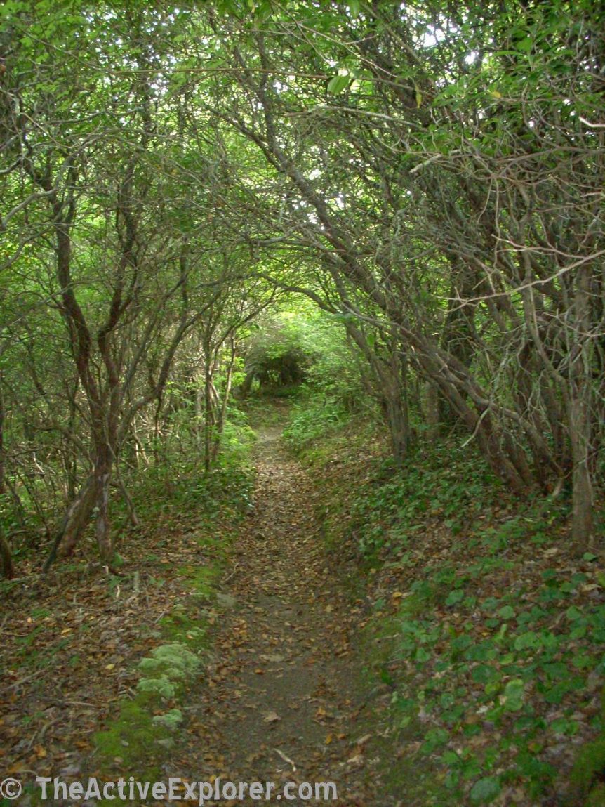 The Long Green Tunnel