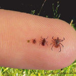 The different sizes of a tick through it's life.