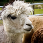 Alpacas aren't just adorable, their fur makes durable products too.