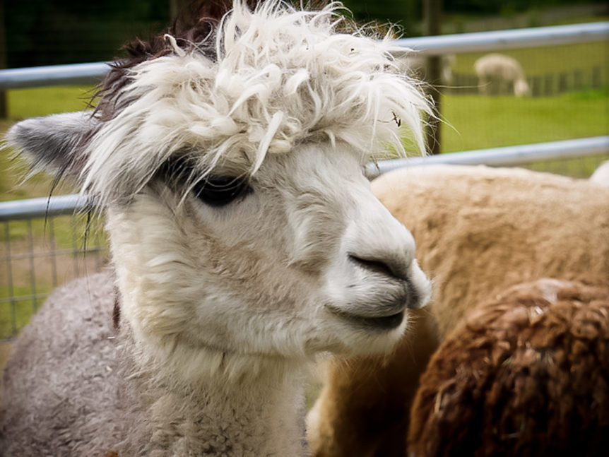 Alpacas aren't just adorable, their fur makes durable products too.
