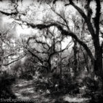 Sunlight filtering through the oak hammock in Mayakka State Park.