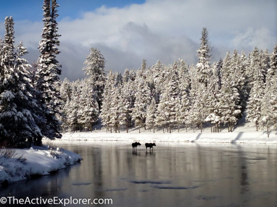 Moose in the North Fork River