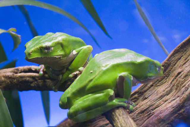 Frogs at Terra Natura