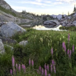 Flowers at White Pine Lake, Utah