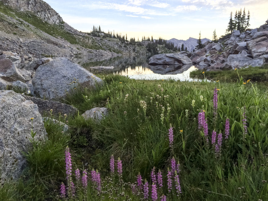 Flowers at White Pine Lake, Utah