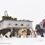 Sled Dogs Playing in Utah
