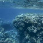 Reef in the Gulf of Aqaba